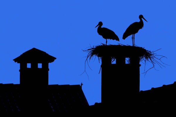 The sky is blue the city roof chimney storks Nest