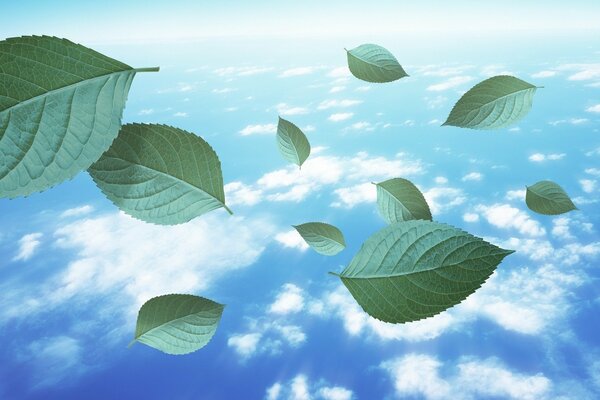 Leaves flying against the sky