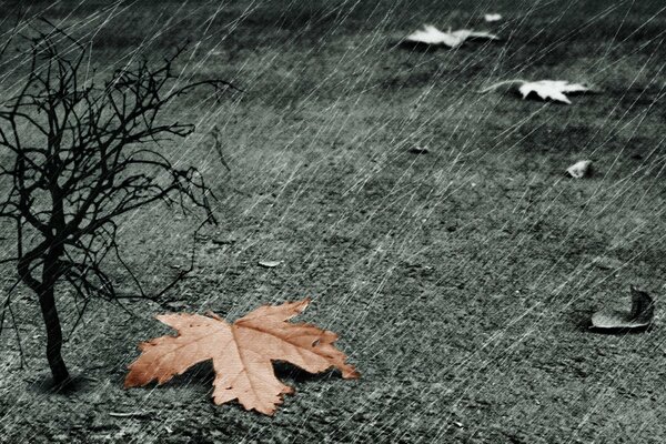 Autumn leaf in the rain on a gray background