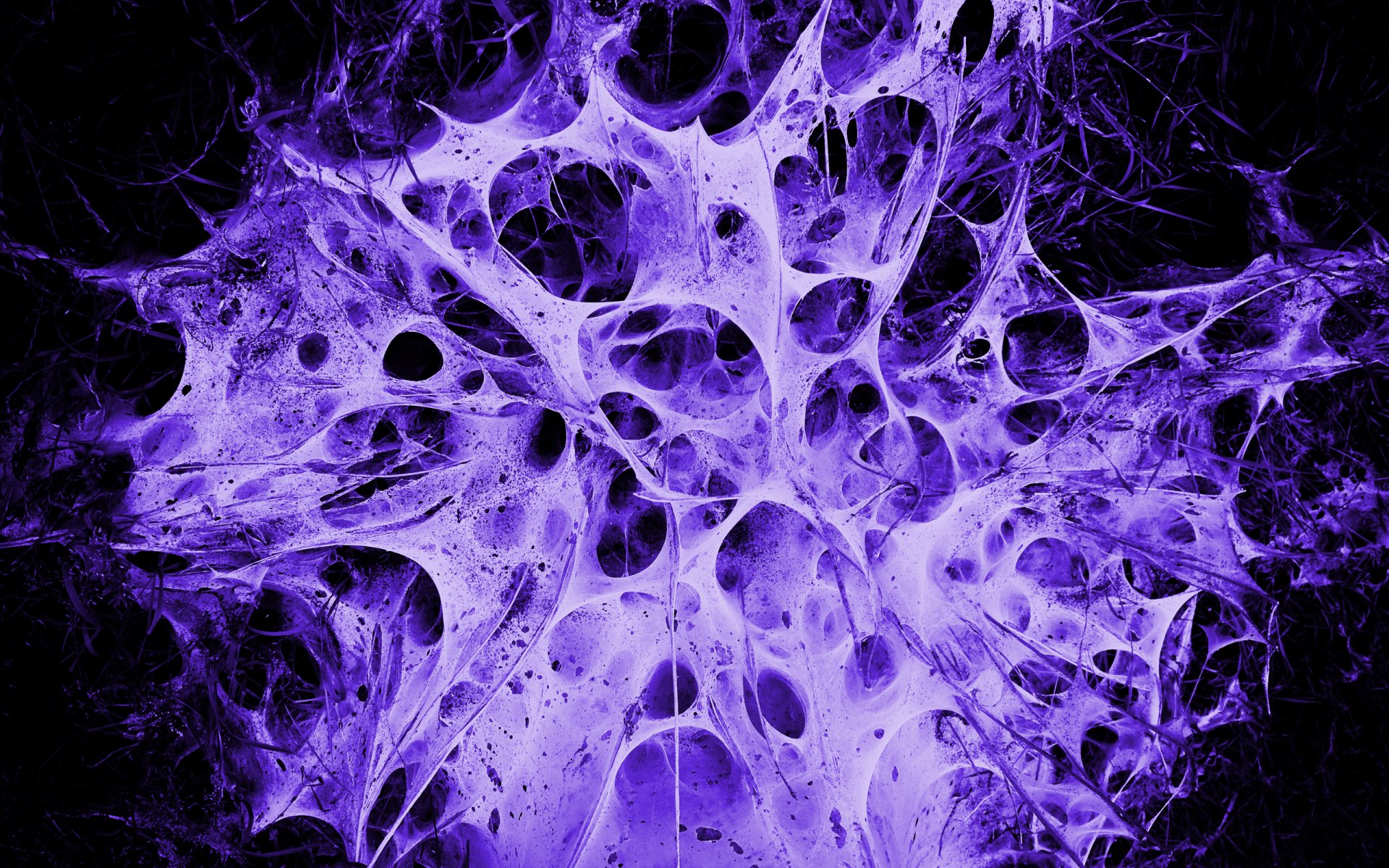 alien s nest web purple