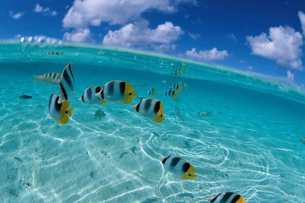 Paisaje marino con peces y nubes