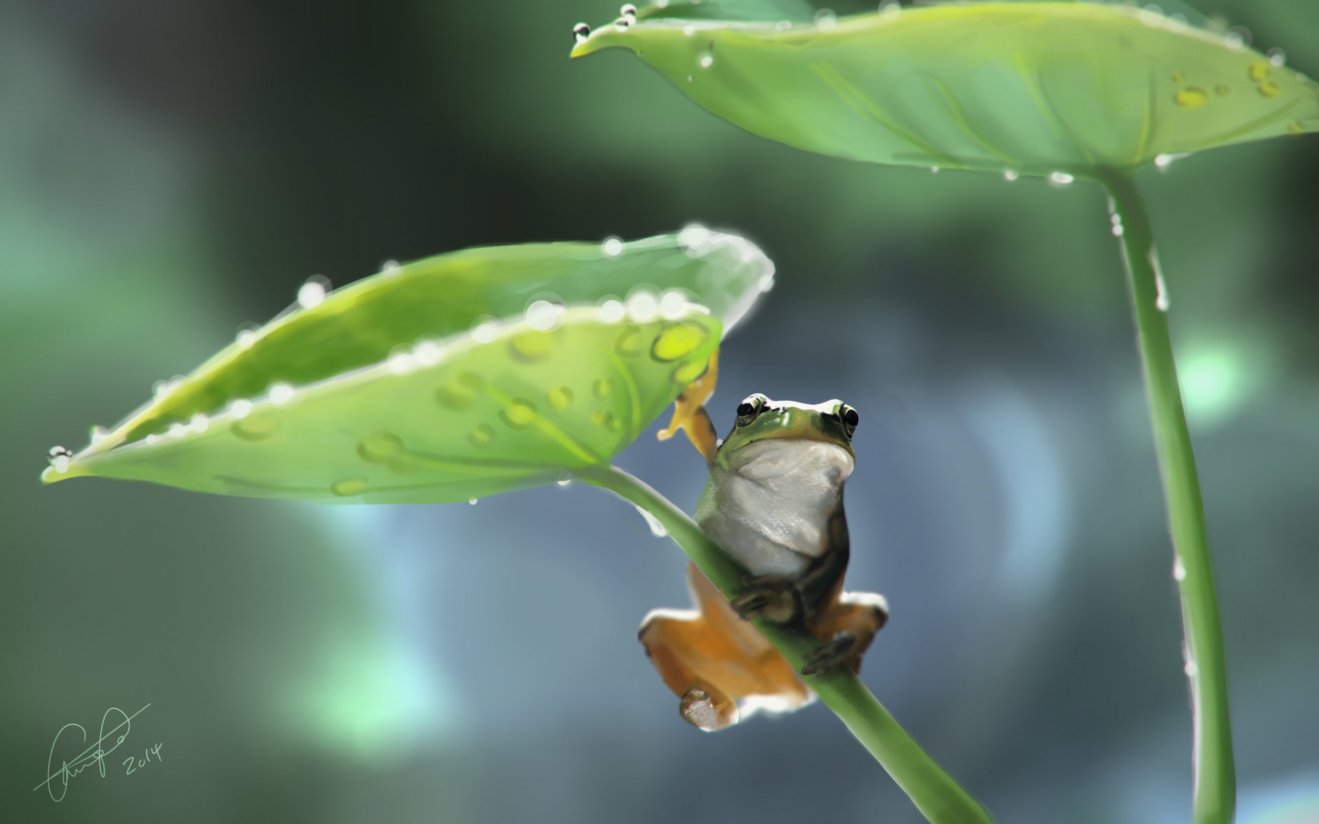 art grenouille feuilles gouttes