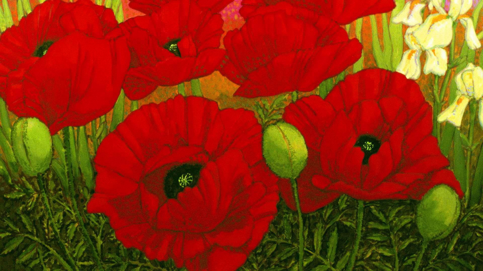 the field flower poppies petals leave