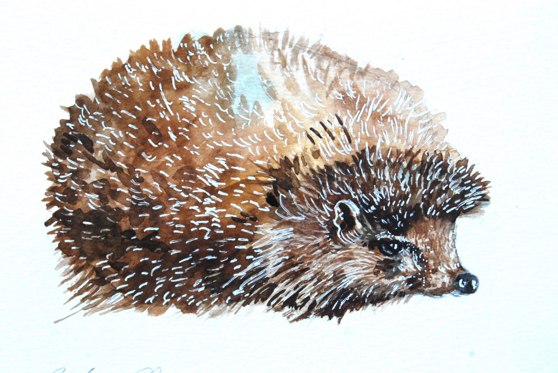 igel schnauze stacheln aquarell