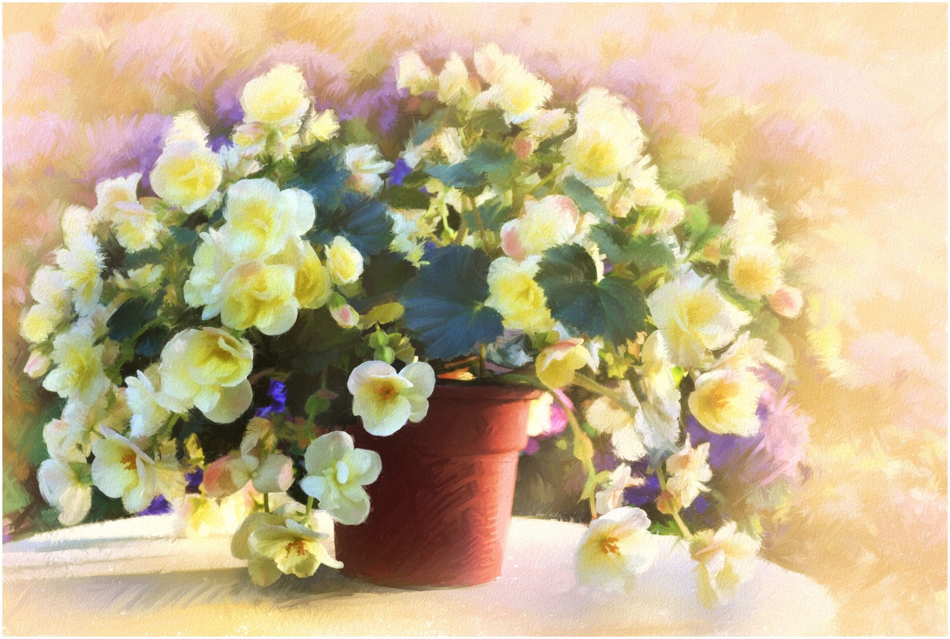 fleurs bégonias pot table