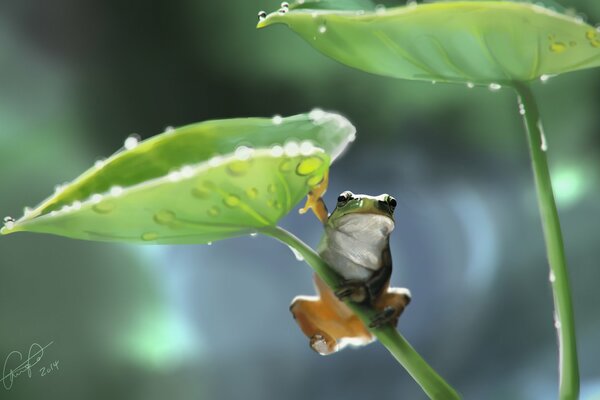 Reposez la grenouille tôt le matin