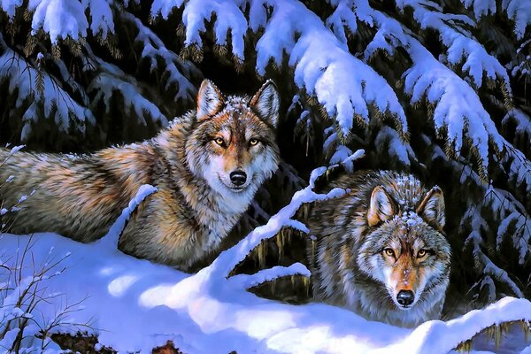 Deux loups parmi la beauté hivernale