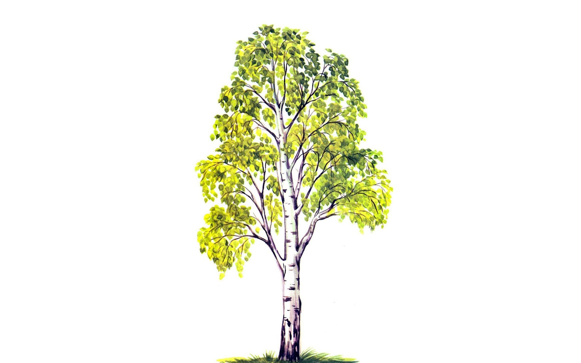 arbre bouleau feuillage feuilles dessin fond blanc vert