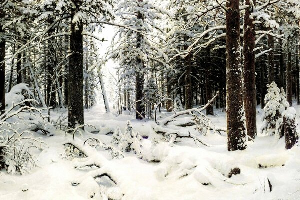 Der Kiefernwald liegt ganz im Schnee