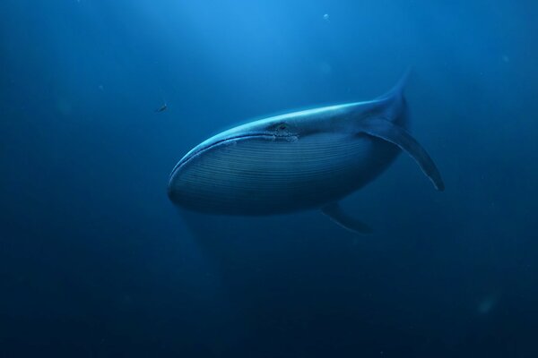 Una ballena gigante flota a través de las aguas