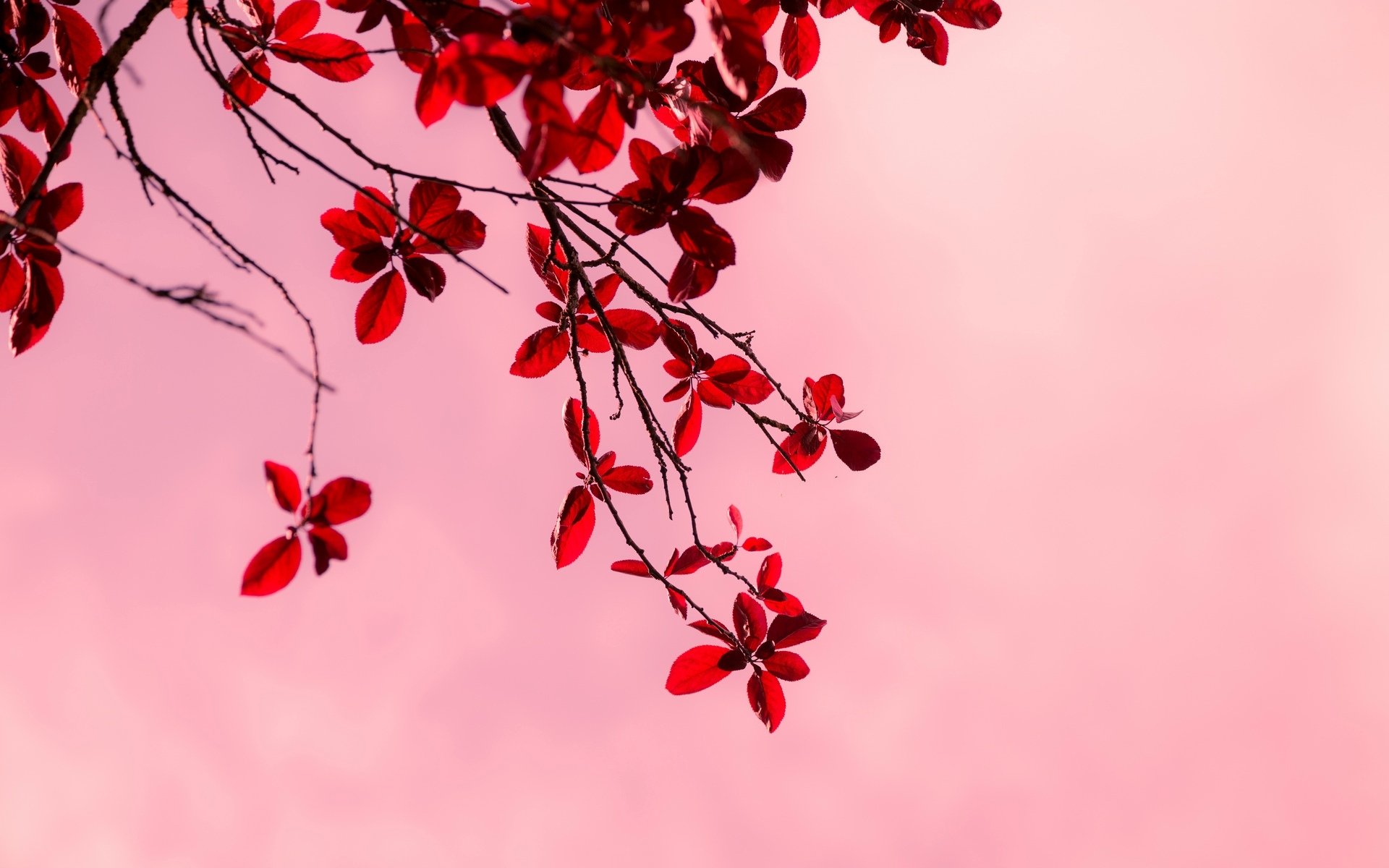 macro tree trees branches branch leaves leaves red pink background wallpaper widescreen fullscreen widescreen