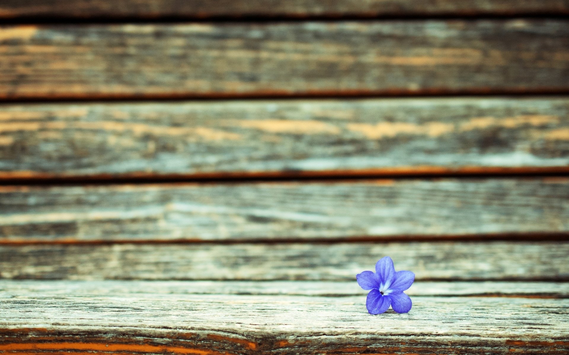 makro blume blumen blümchen lila hintergrund tapete widescreen vollbild widescreen widescreen