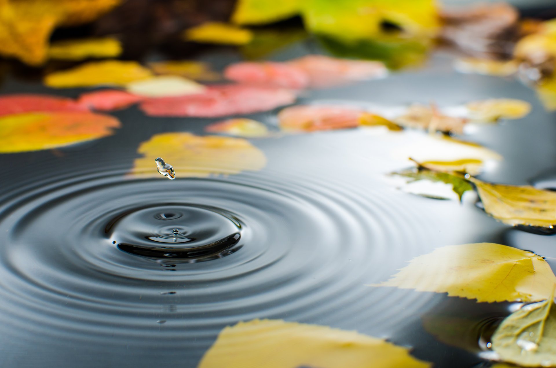 pfütze wasser tropfen blätter herbst