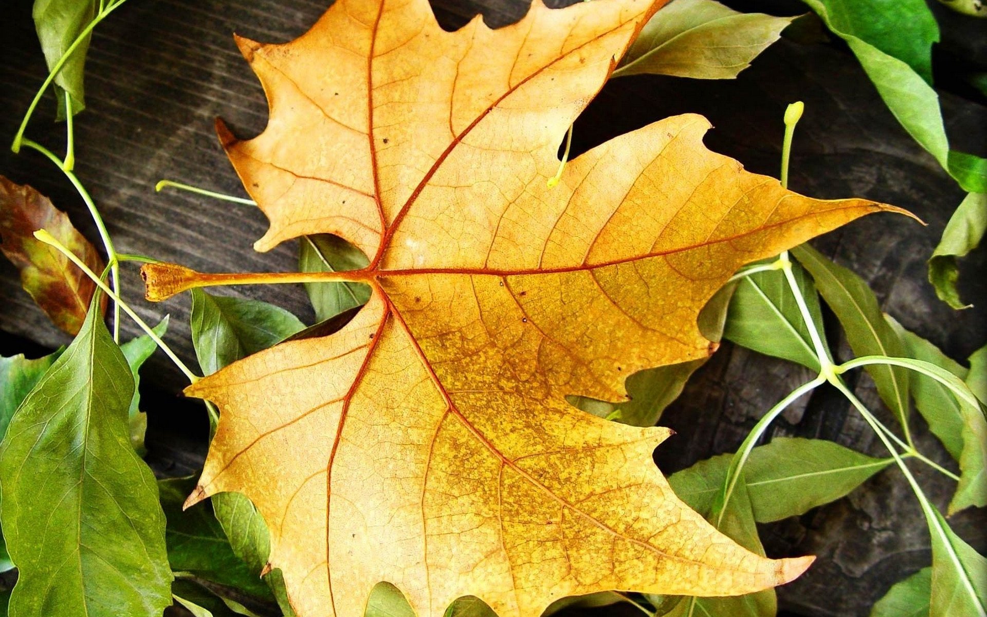 forêt nature jaune feuilles modèle feuille