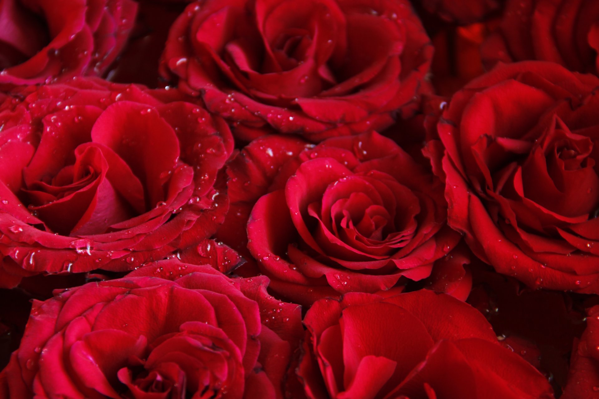 flores fondo papel pintado rosas rojo gotas pétalos planta