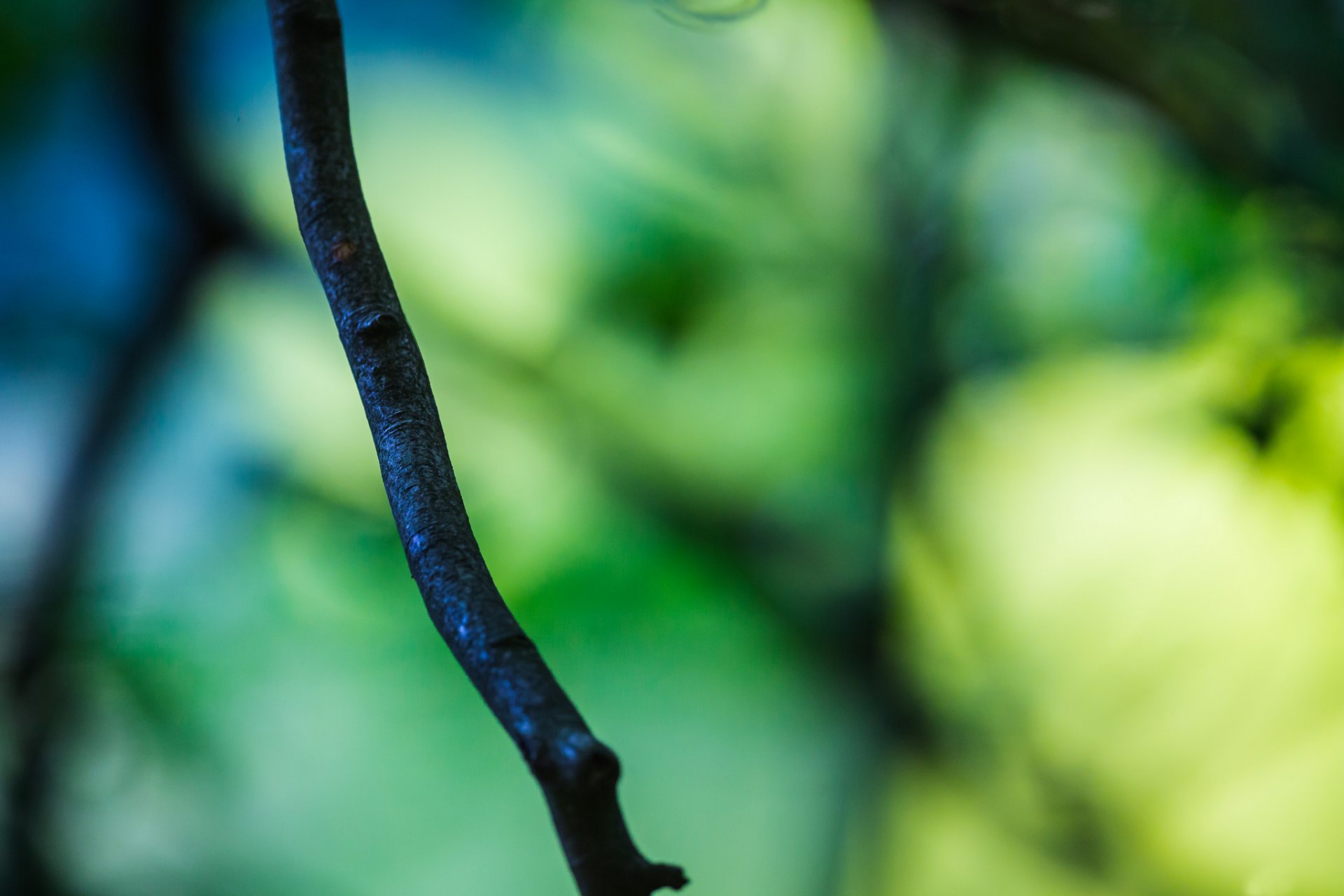 macro rama ramita árbol verde desenfoque bokeh fondo papel pintado widescreen pantalla completa widescreen widescreen