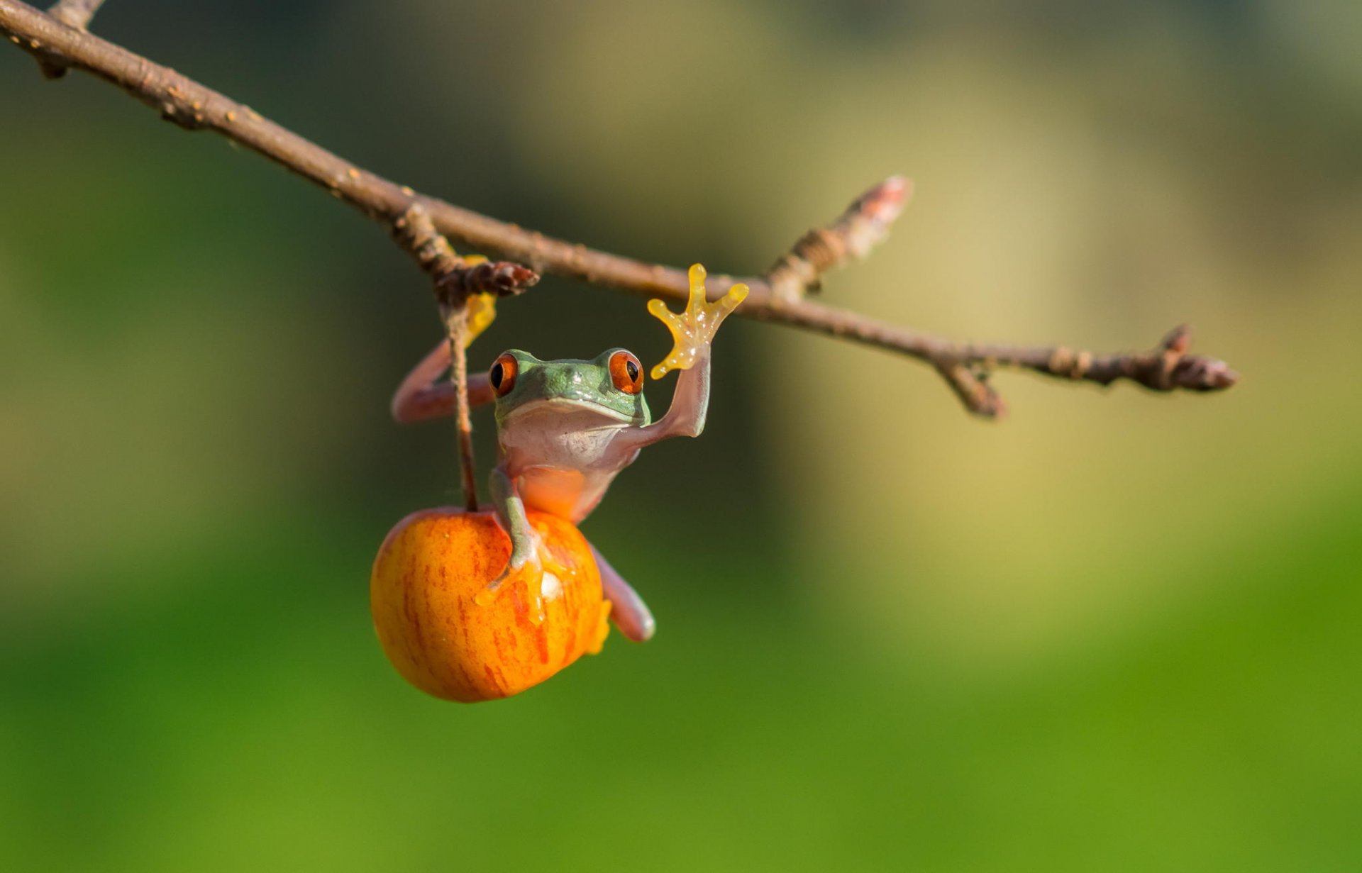 árbol rojo ojos de rana manzana rana