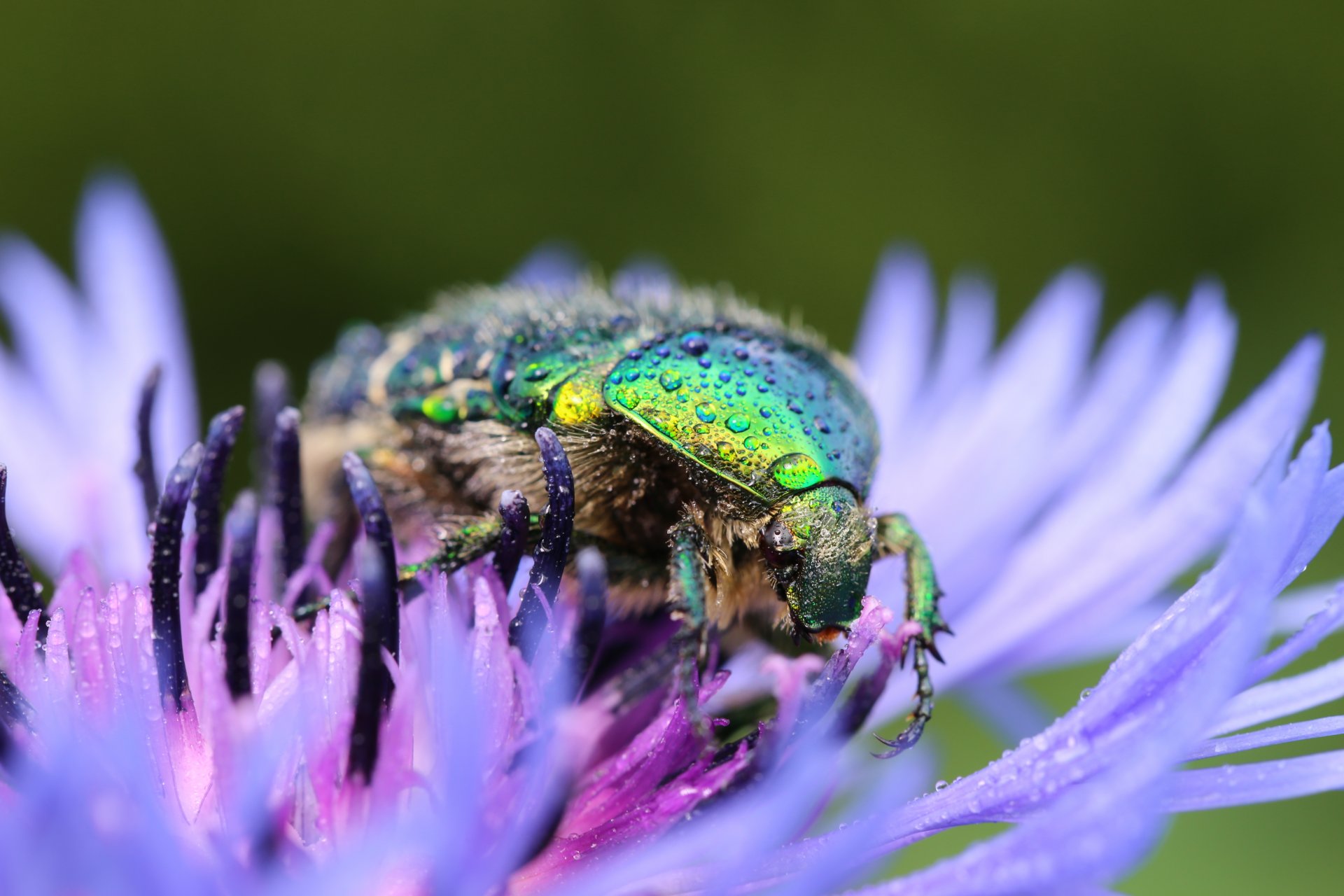 coléoptère fleur bleuet gouttes rosée fond flou gros plan