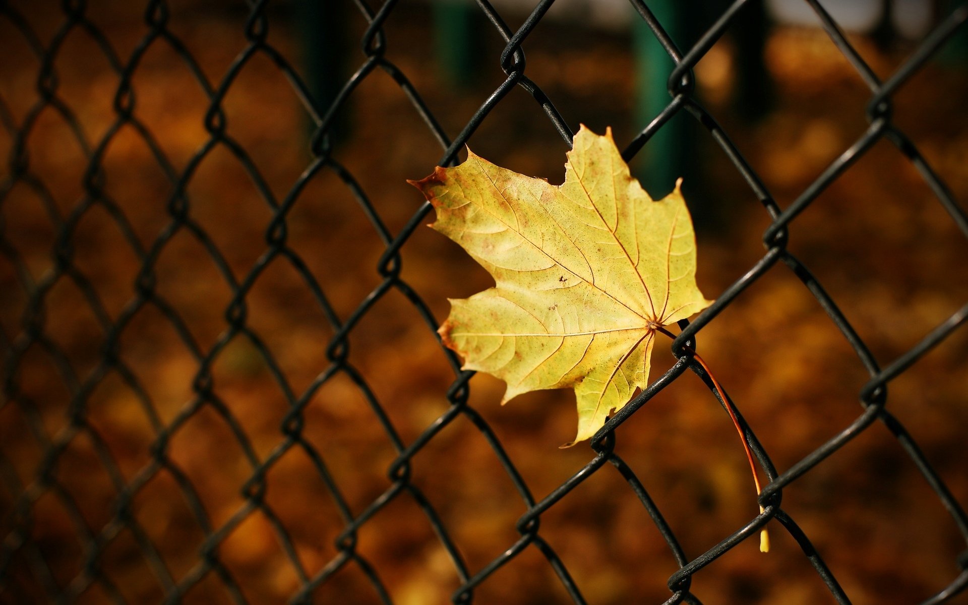 macro hoja hoja amarillo rejilla valla otoño macro fondo desenfoque fondo de pantalla pantalla ancha pantalla completa pantalla ancha