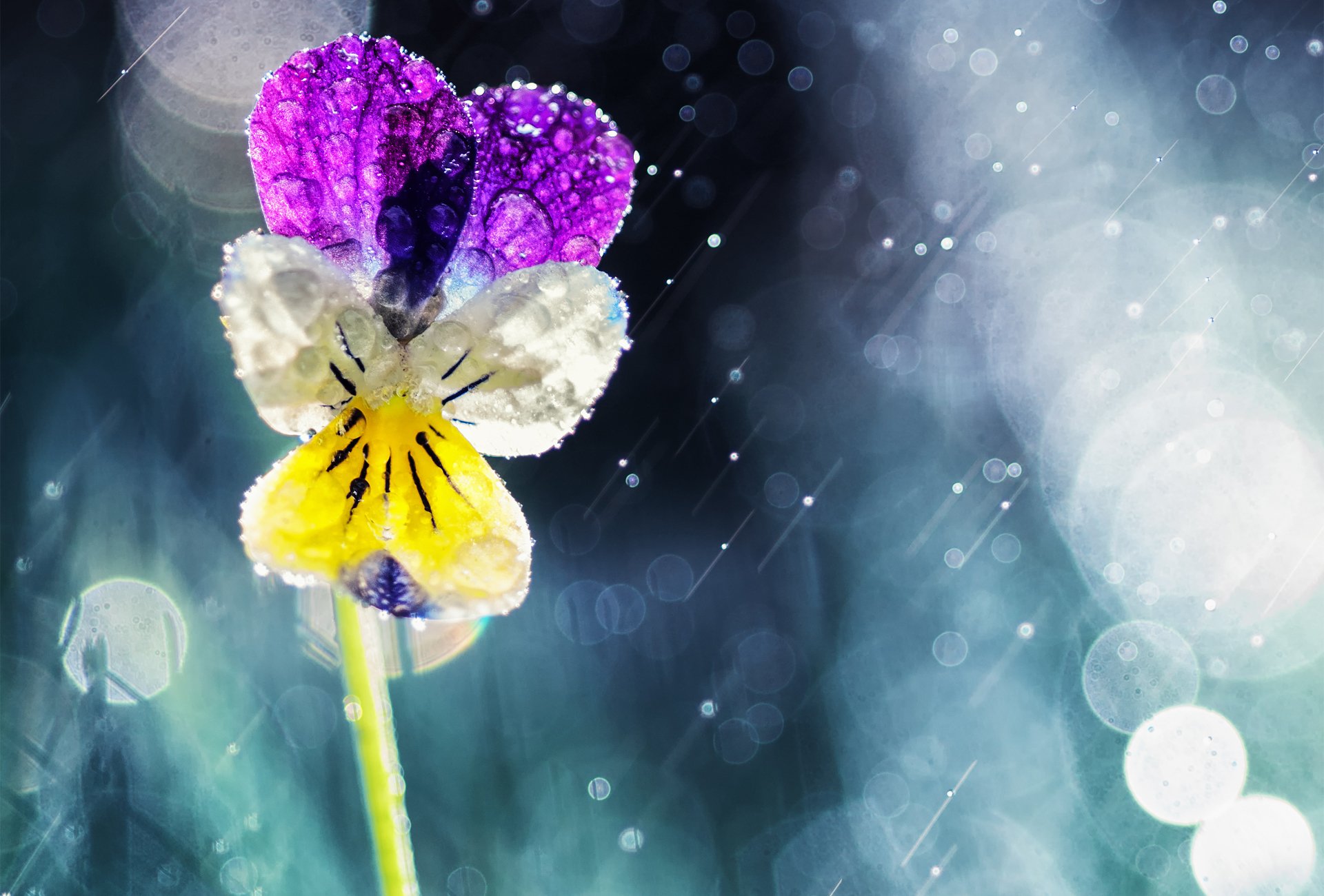 fiore gocce viole del pensiero viola bokeh pioggia sole