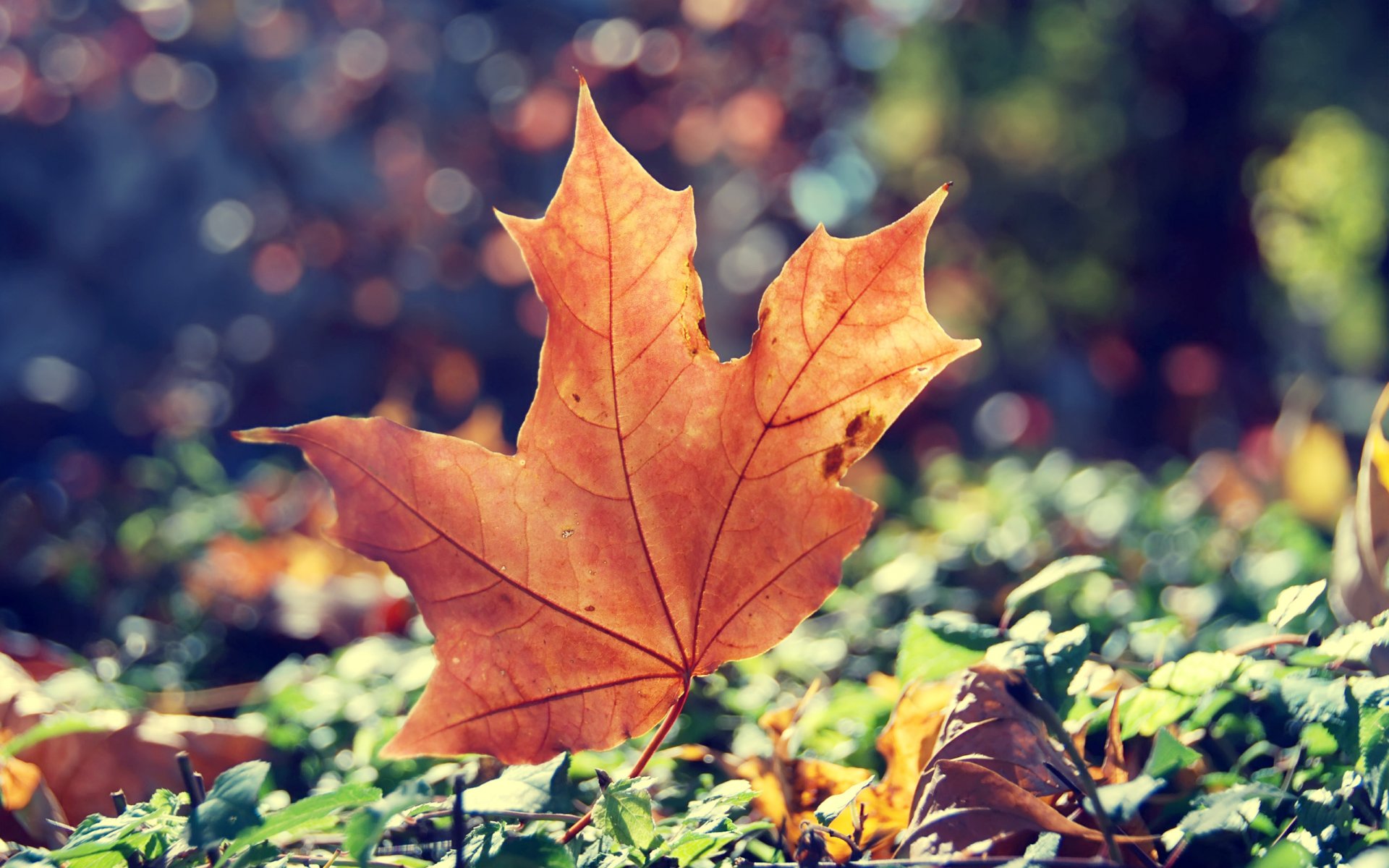 heet and dry autumn maple grass sun light