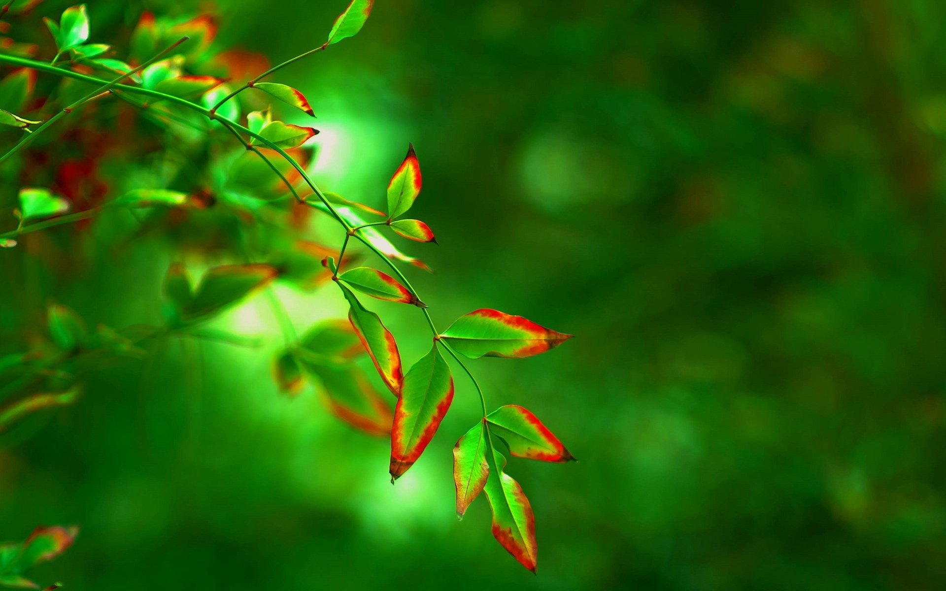 macro hoja hoja hojas verde rojo forma árbol desenfoque fondo papel pintado pantalla ancha pantalla completa pantalla ancha pantalla ancha