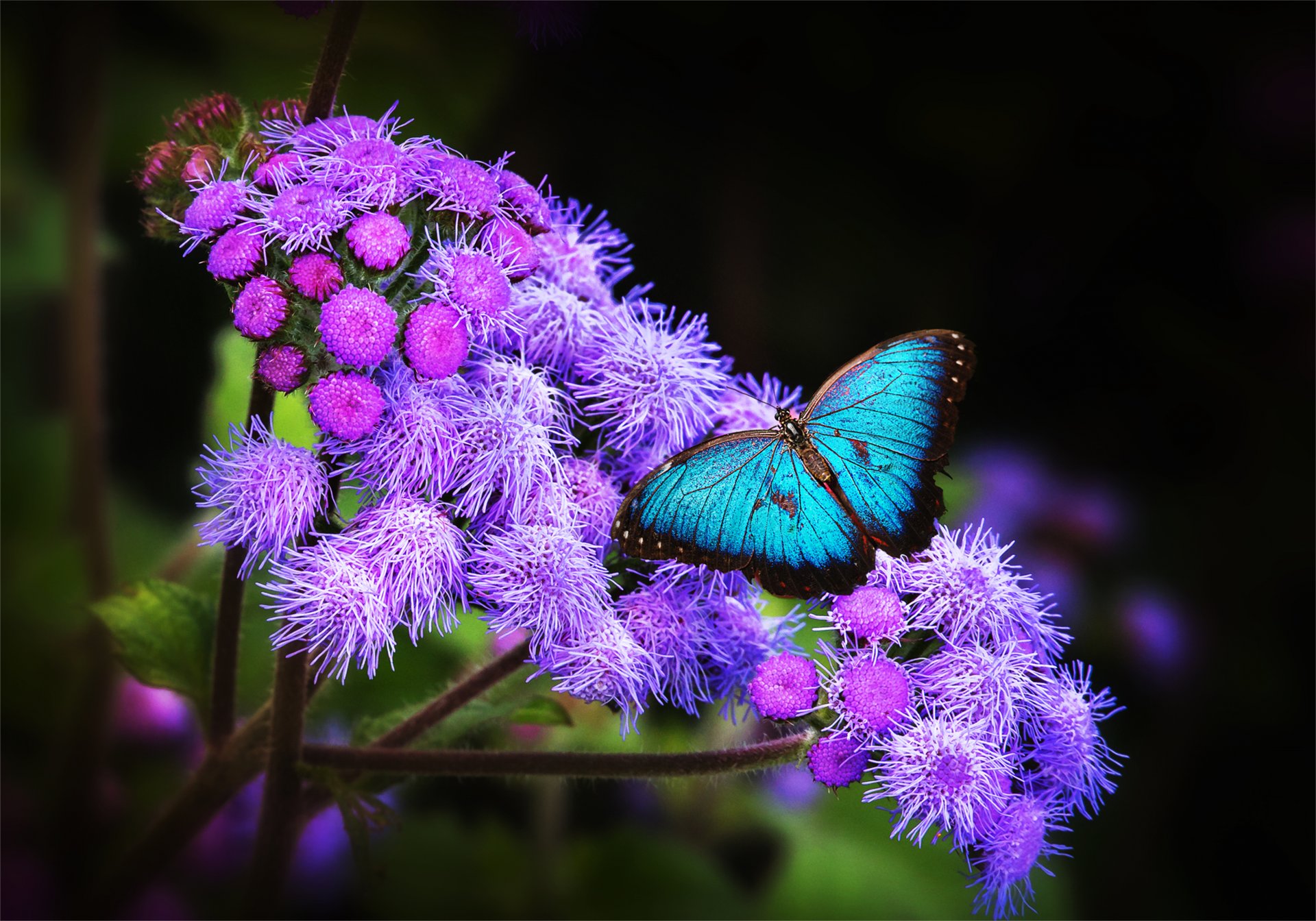 blume tapete schmetterling flügel exotisch tropen