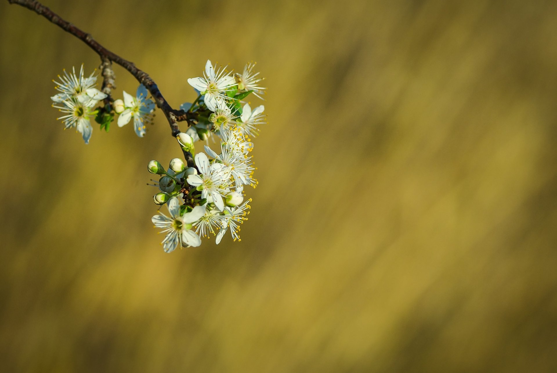 ramo fiori bianco fioritura primavera sfondo