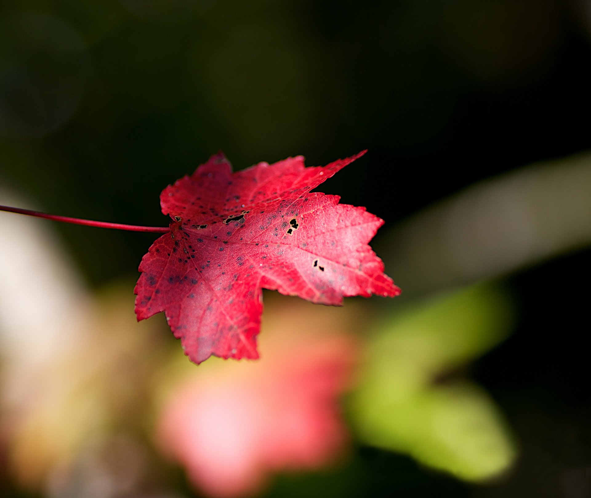 hoja arce rojo otoño fondo desenfoque