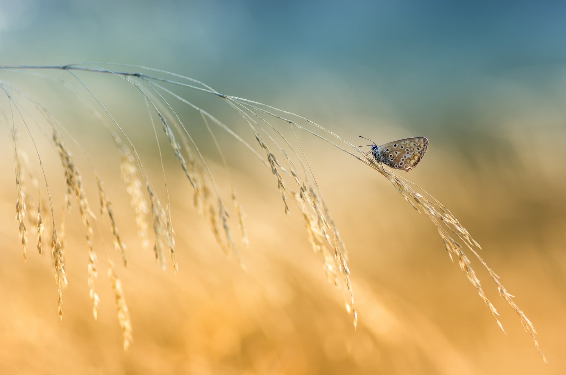 źdźbło trawy kłoski motyl tło