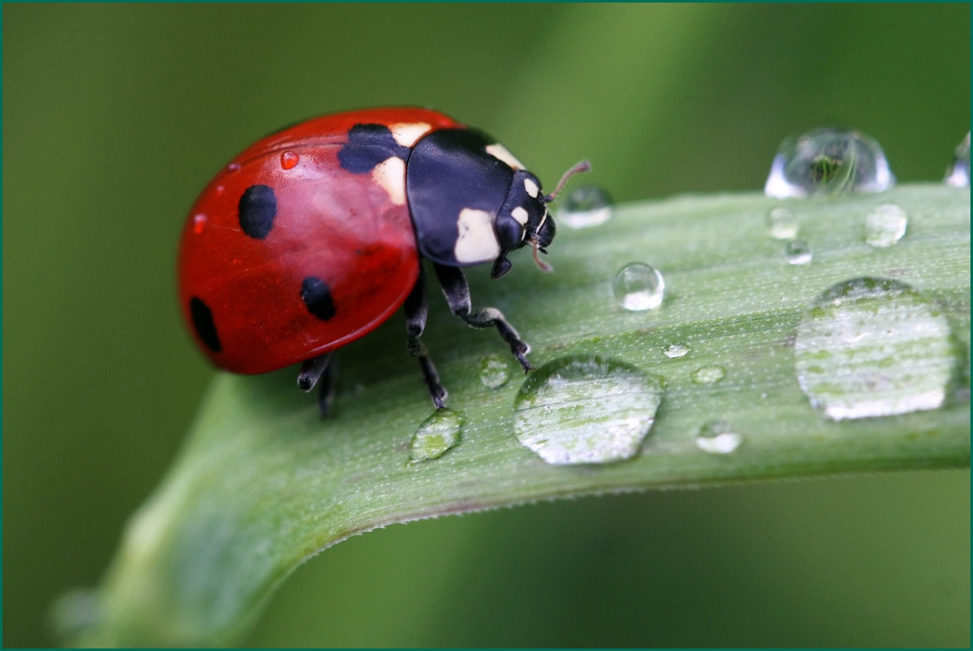 coccinella erba gocce macro insetto natura