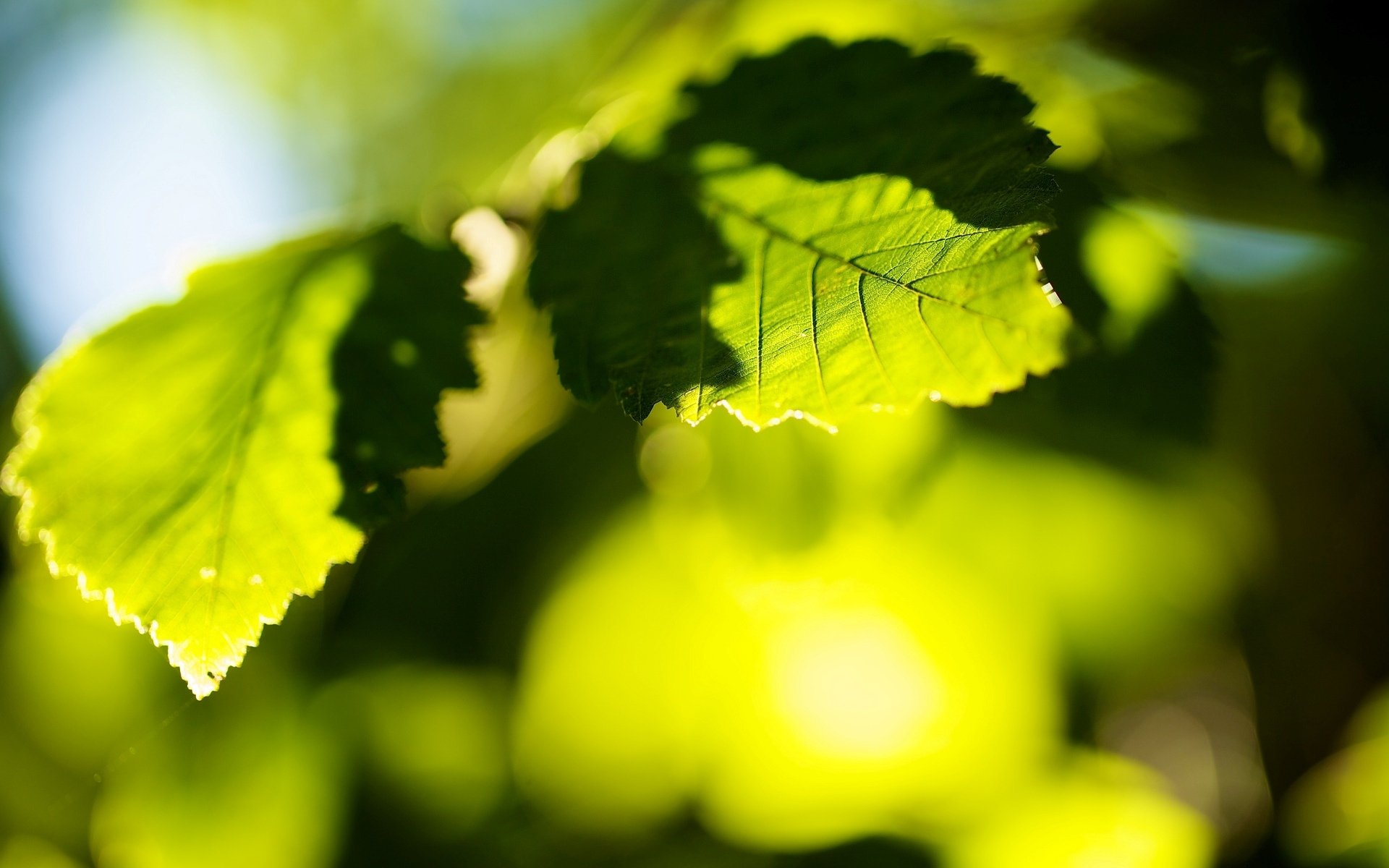 macro feuille feuille feuilles vert soleil bokeh flou arbre arbres macro fond papier peint écran large plein écran écran large écran large