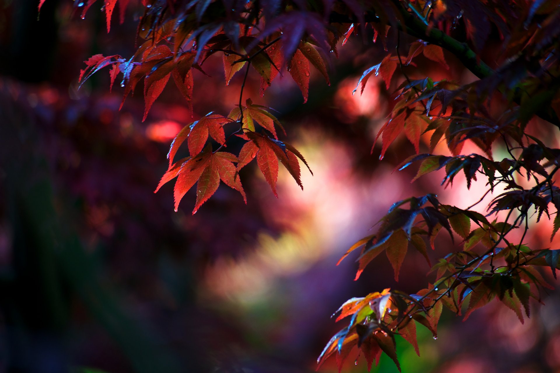 nature tree maple leave