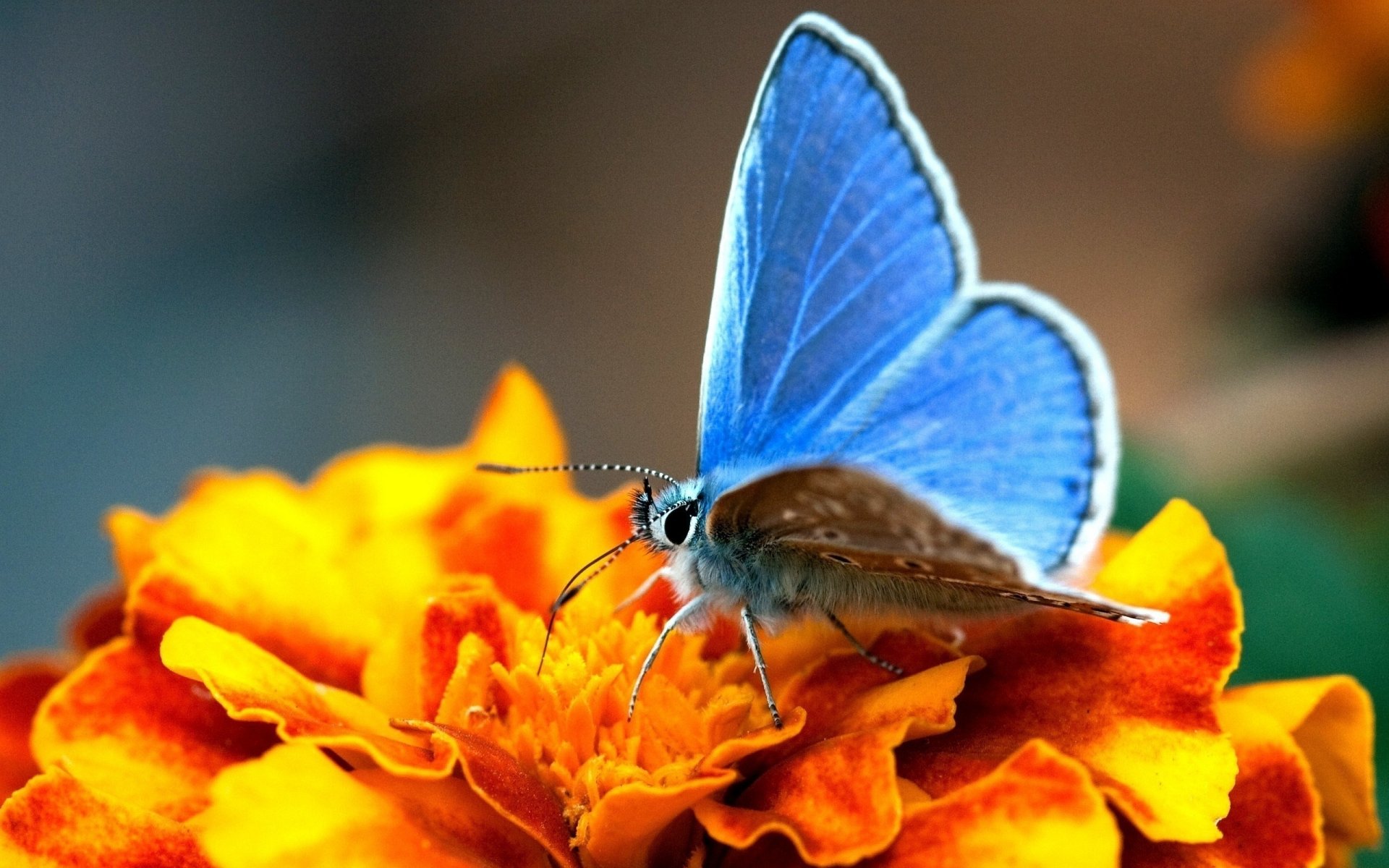 fleur jaune papillon ailes bleu