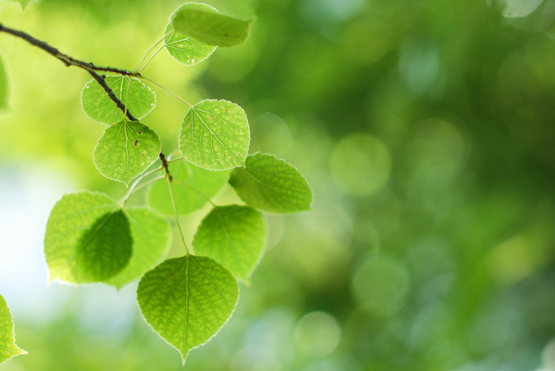 feuilles folioles vert branche macro fond nature verdure bokeh