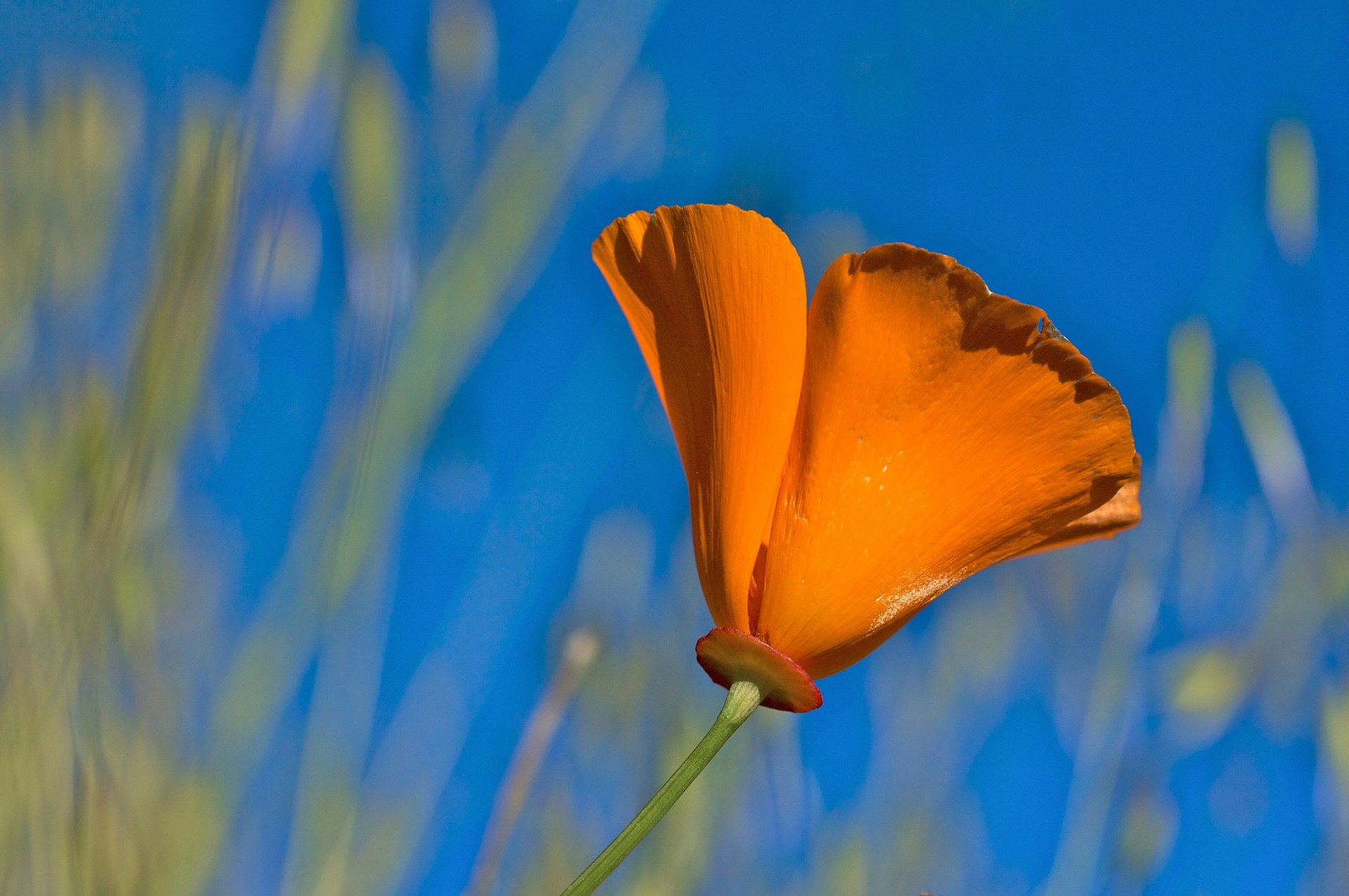 orange blume blütenblätter