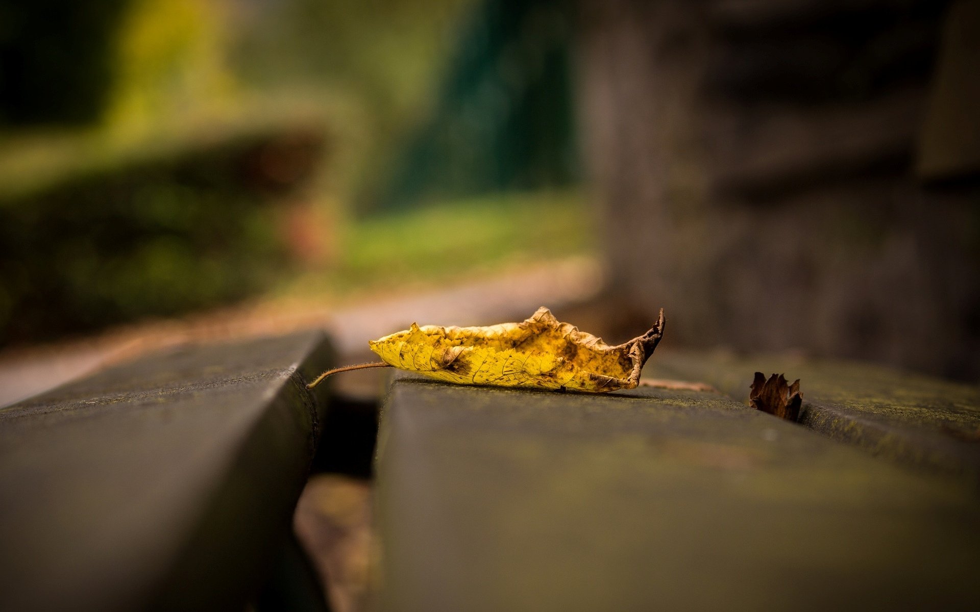 macro foglia foglia foglie giallo macro lascia sfondo carta da parati widescreen schermo intero widescreen widescreen