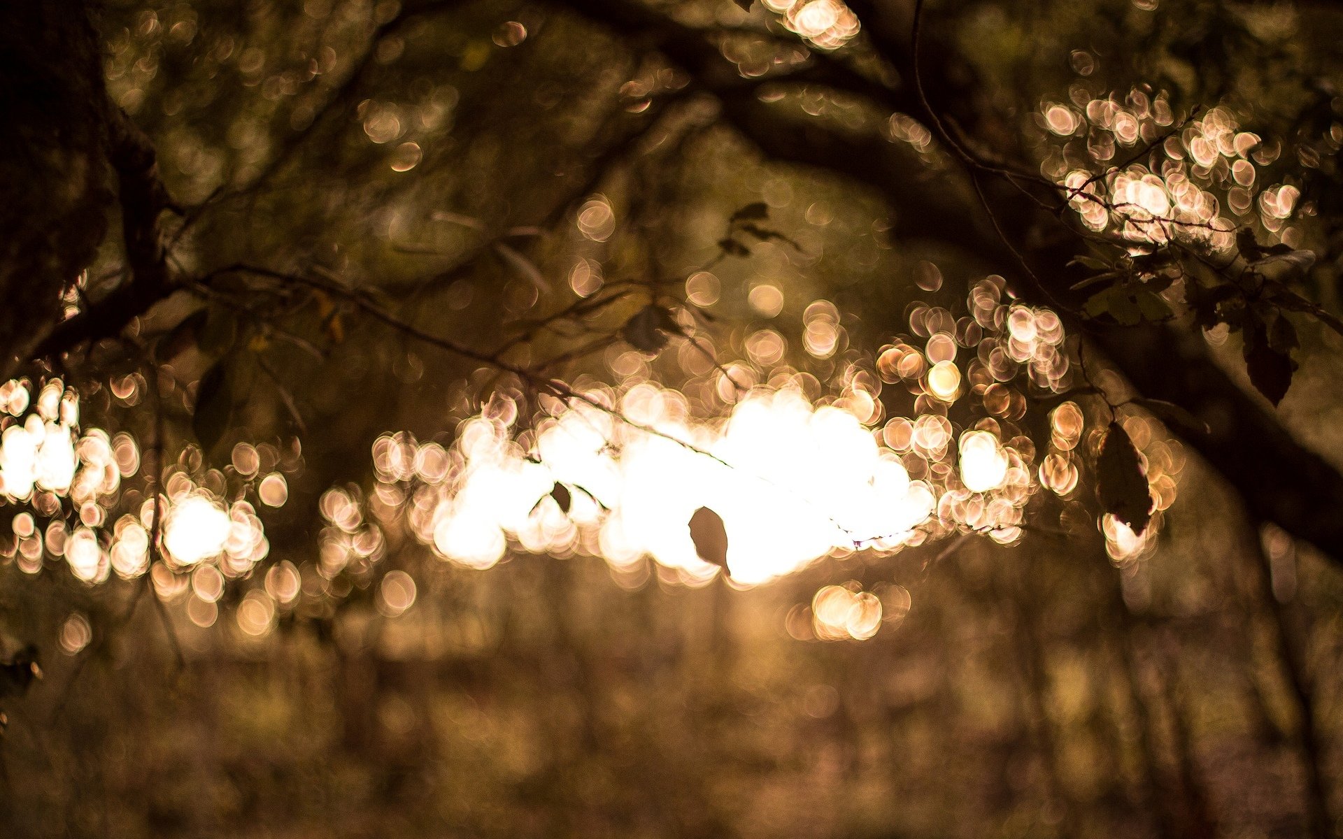 macro bokeh albero foglie sfocatura sfocatura macro sfondo carta da parati widescreen schermo intero widescreen widescreen