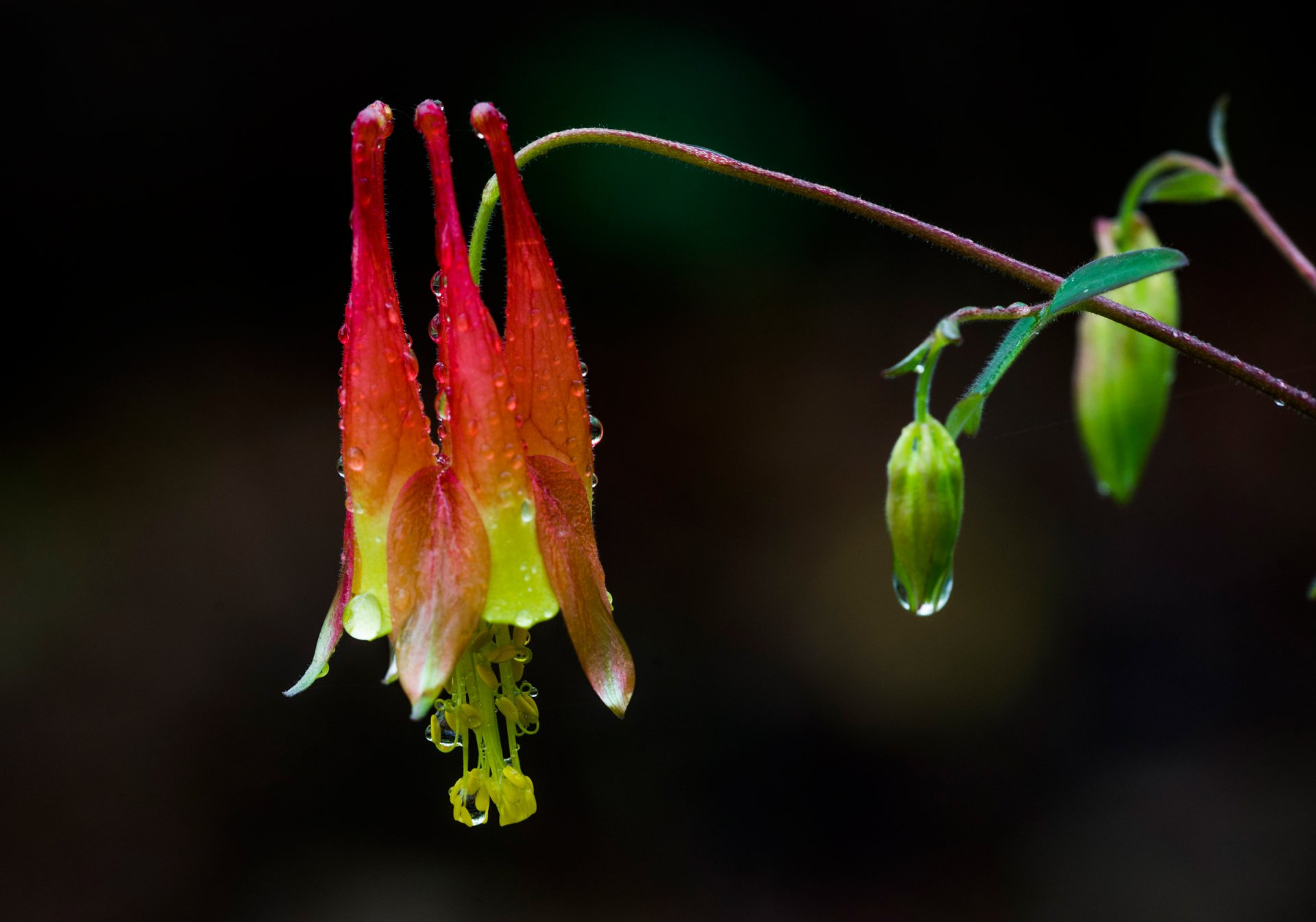 pianta fiore gocce