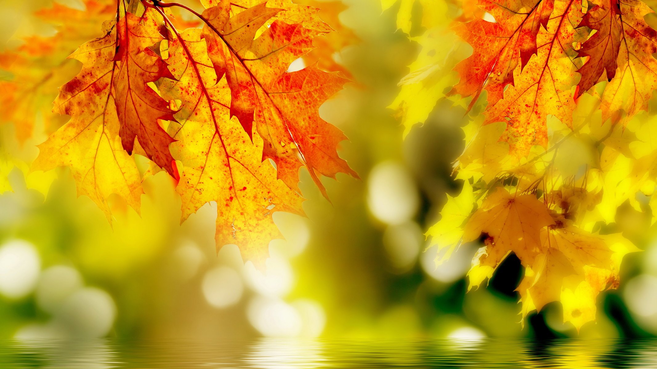 close up leaves yellow above the water