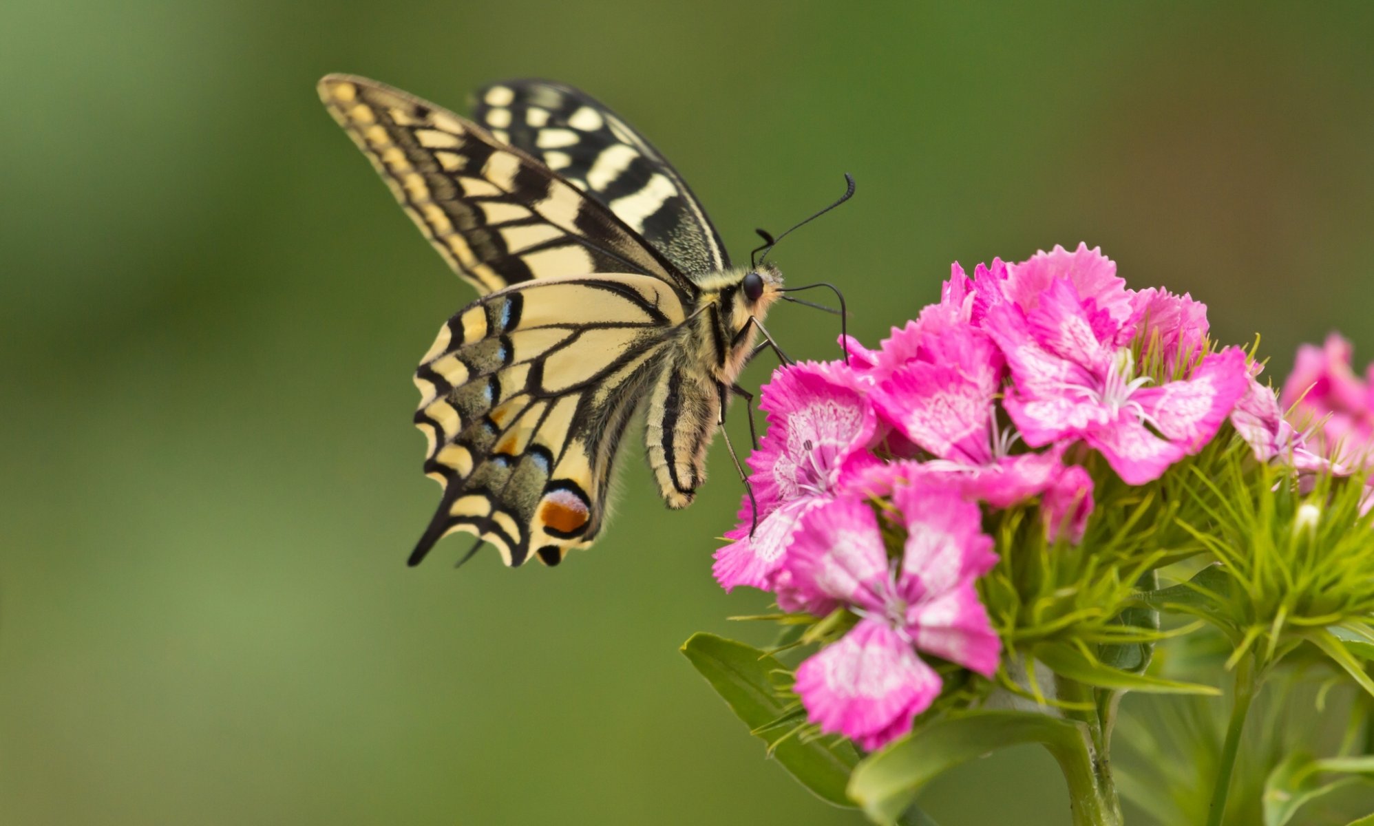 motyl machaon kwiat goździk makro