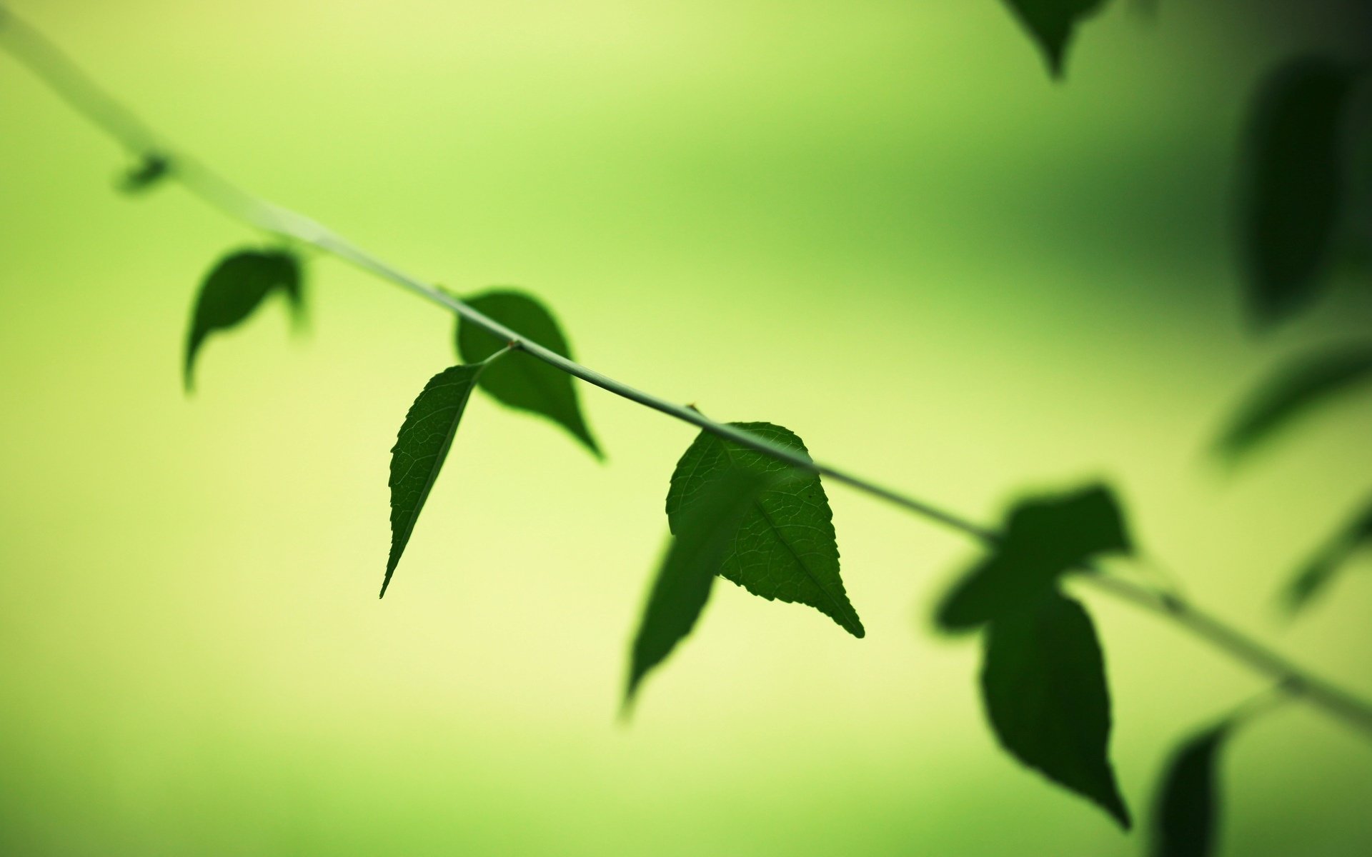 macro leaves leaves leaves greenery vegetation green macro background tree trees wallpaper widescreen fullscreen widescreen