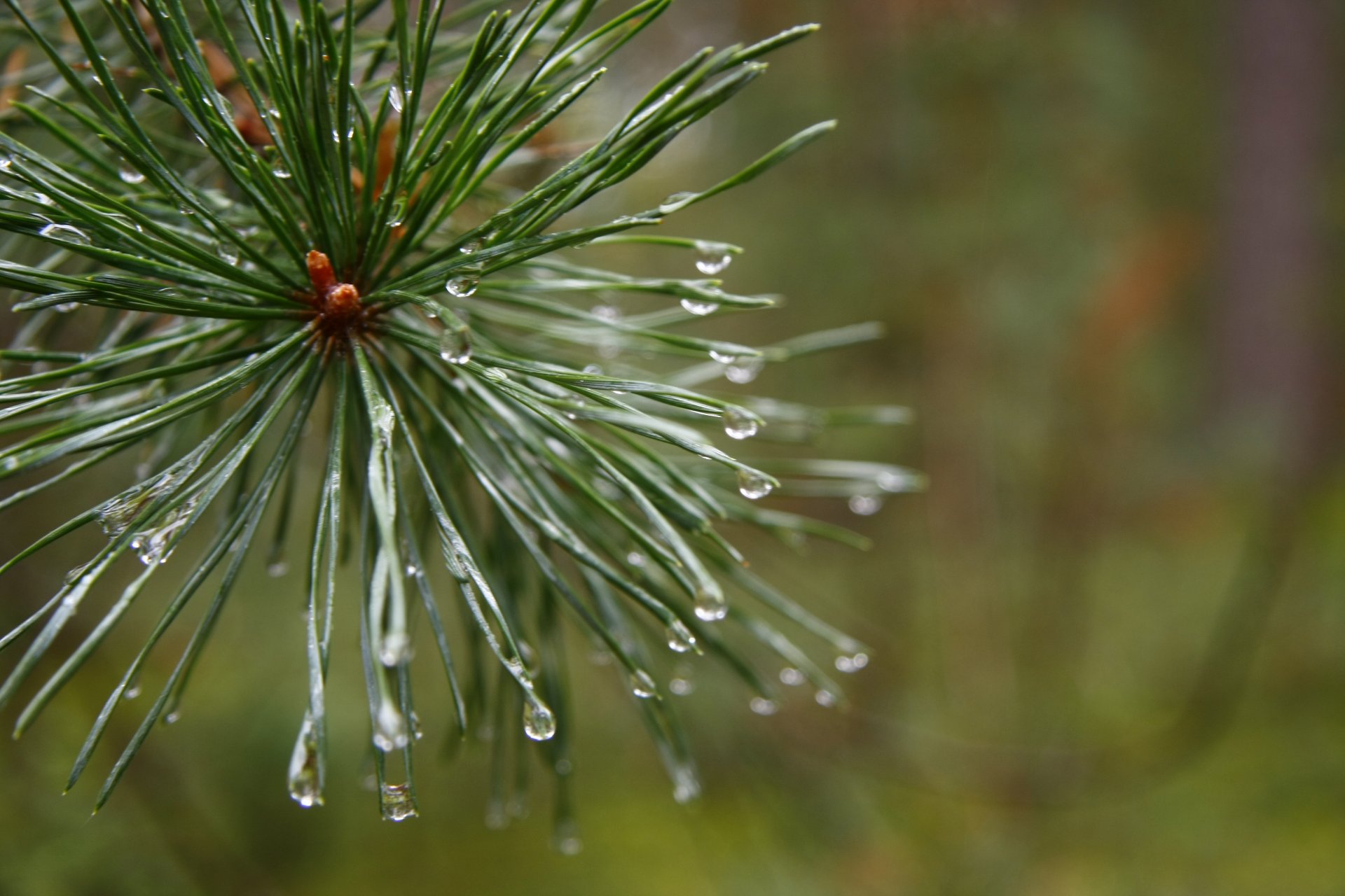 close up pine morning forest after the rain plant