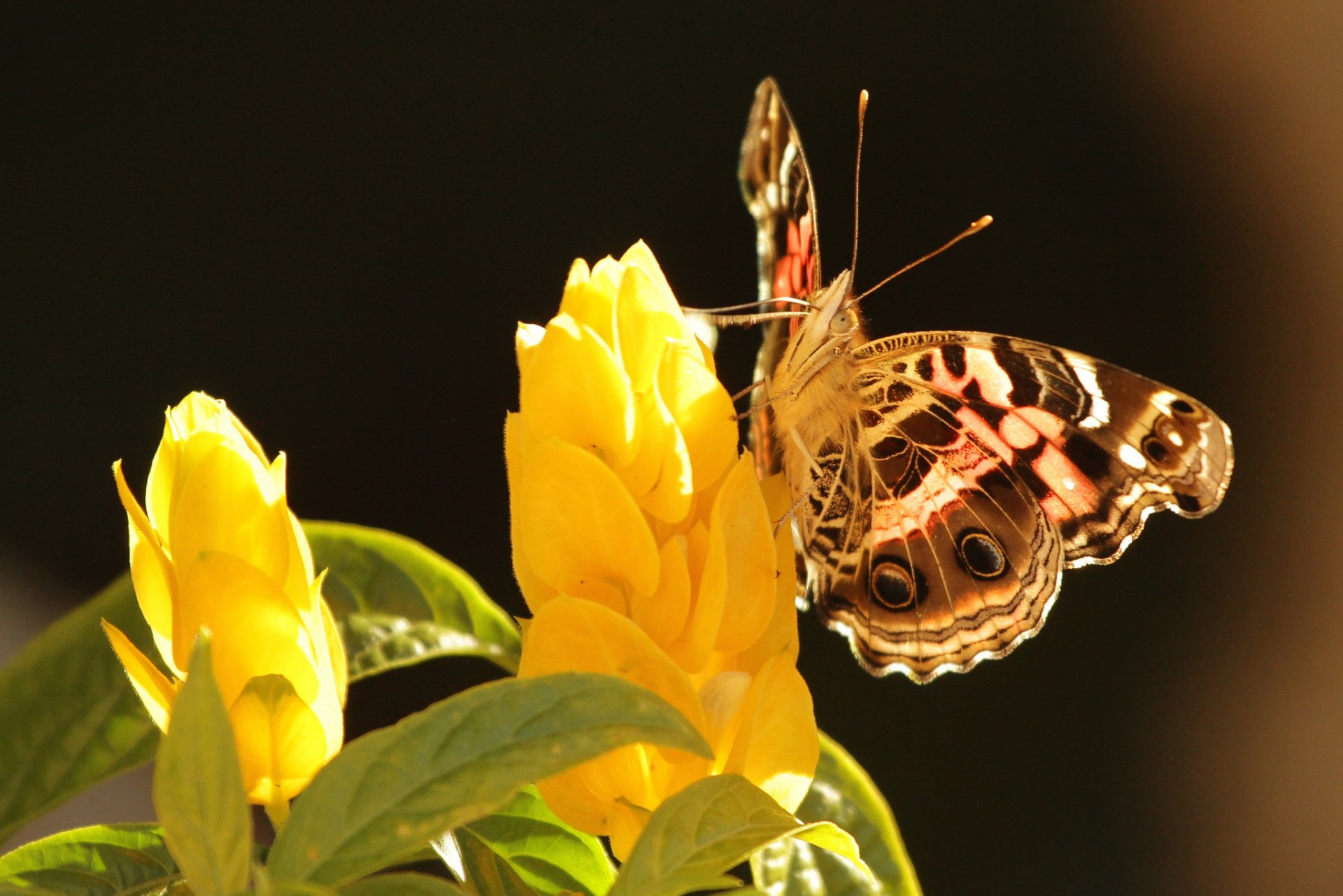 flower yellow leaves butterfly background