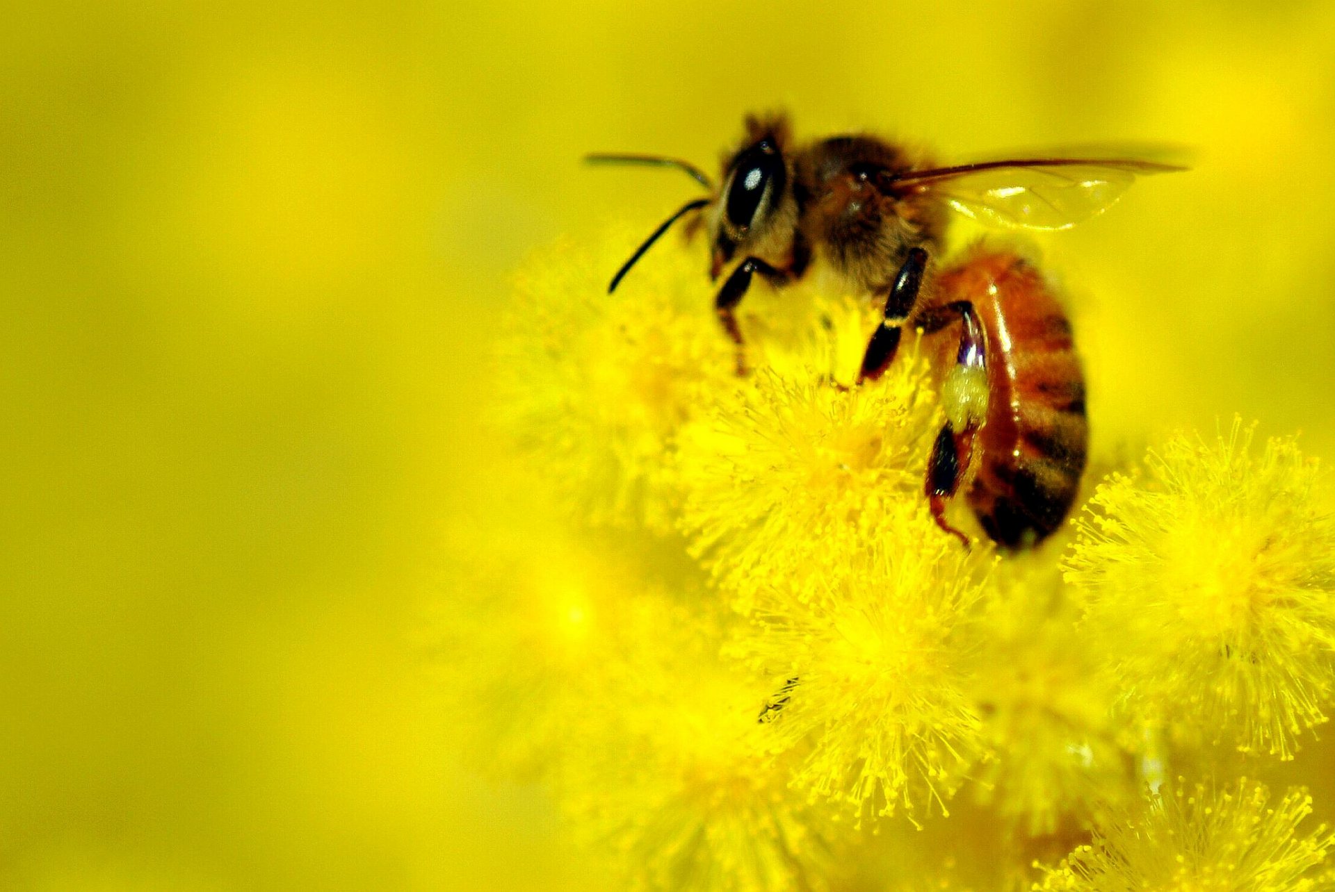 fleurs jaune abeille flou fond