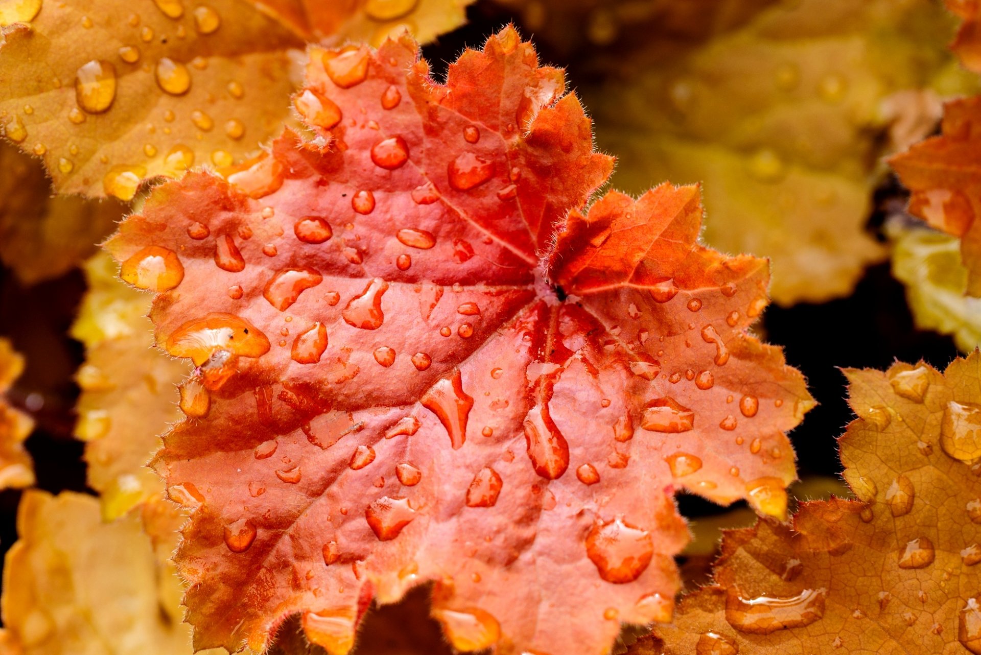 feuille feuilles orange jaune eau gouttes gouttelettes automne nature