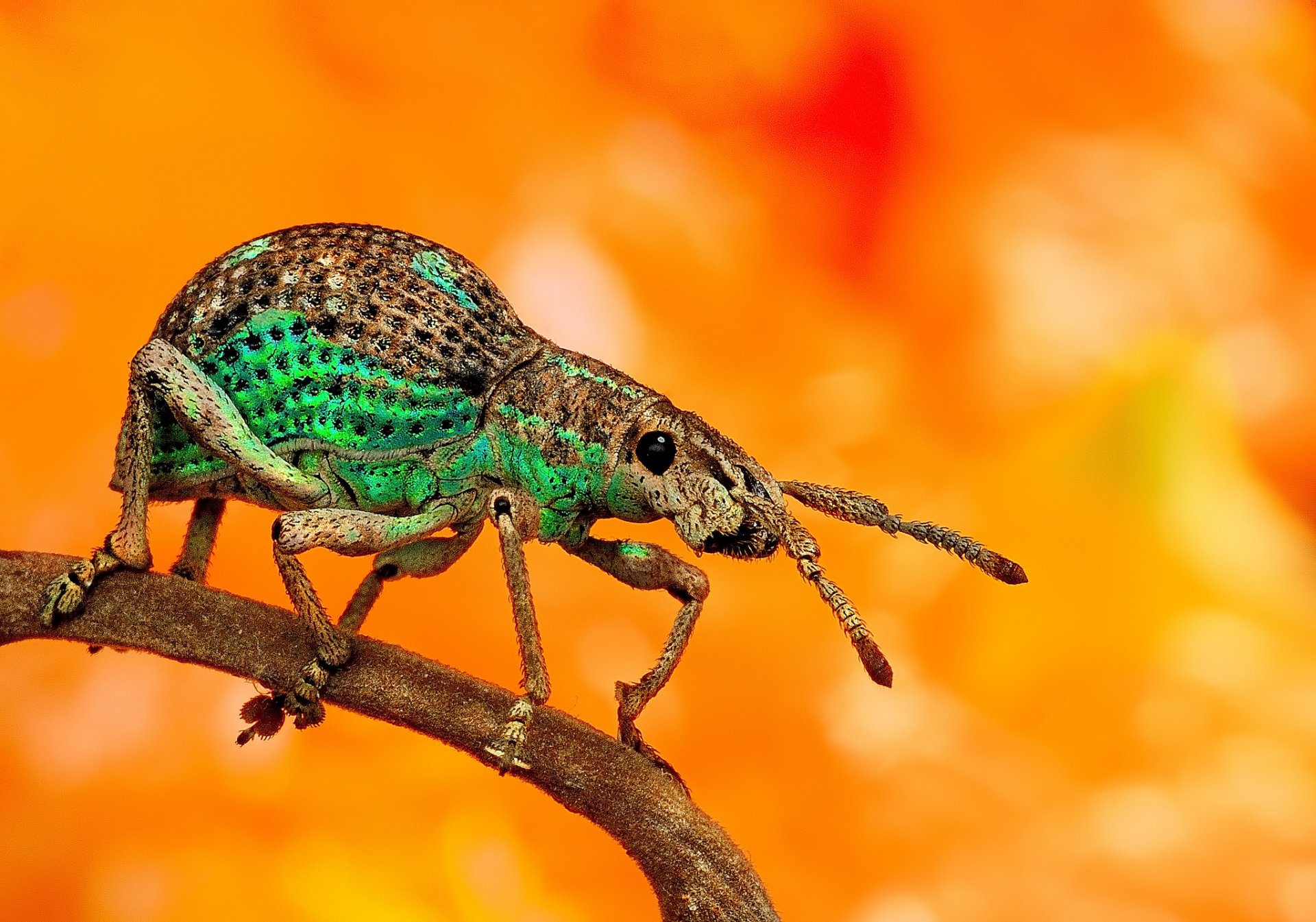 blade beetle foot antennae background