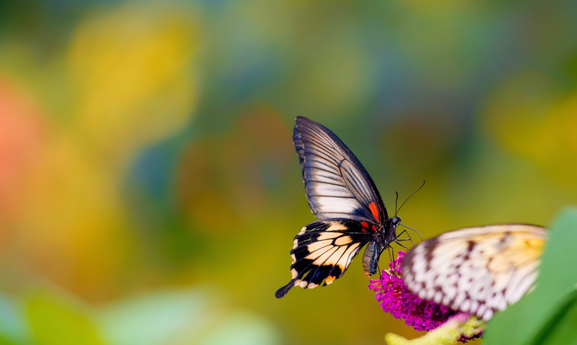 flower butterfly background