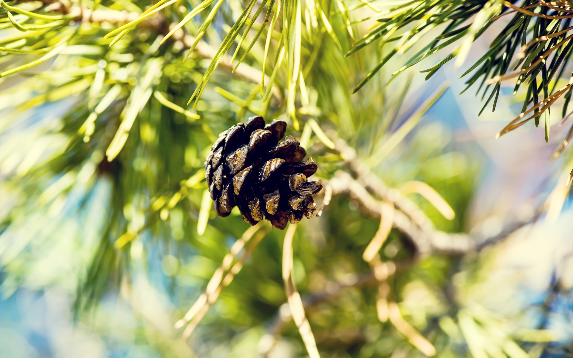 pomme de pin gros plan nature sapin hq fond d écran