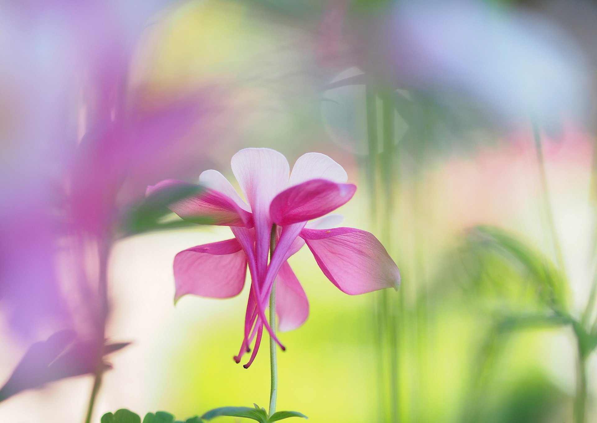 fiore bianco-rosa aquilegia luci sfocatura